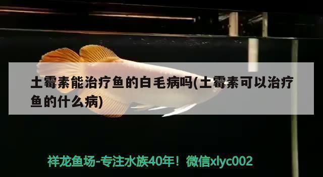 土霉素治療龍魚水霉病泡多久vs祥龍魚場:土霉素治療龍魚水霉病泡多久
