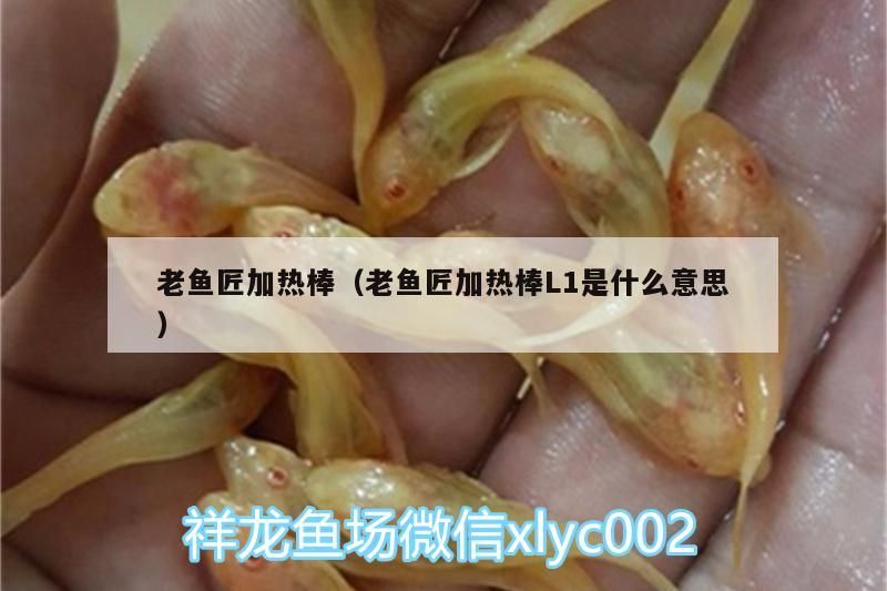 老魚匠加熱棒(老魚匠加熱棒L1是什么意思) 老魚匠 第1張 老魚匠加熱棒(老魚匠加熱棒L1是什么意思) 老魚匠加熱棒(老魚匠加熱棒L1是什么意思) 老魚匠 第1張