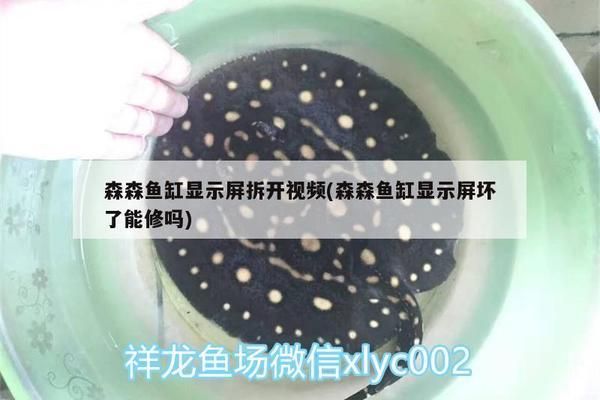 伊罕過濾桶過濾不干凈怎么辦（伊罕過濾桶過濾不干凈怎么辦呢） 伊罕過濾桶過濾不干凈怎么辦（伊罕過濾桶過濾不干凈怎么辦呢） 伊罕水族
