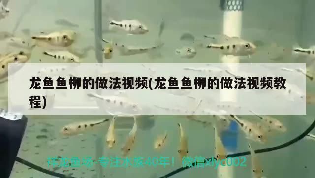 森森和yee加熱棒對(duì)比：森森加熱棒使用方法視頻