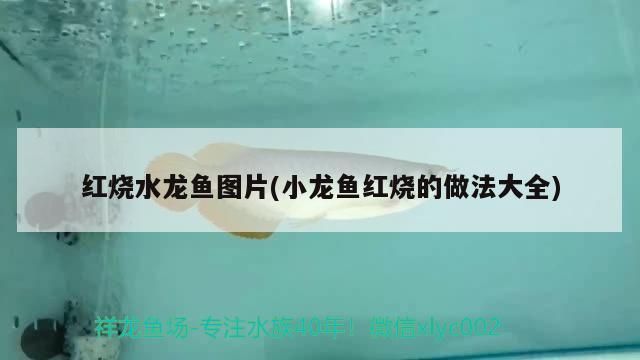 森森和yee加熱棒對(duì)比：森森加熱棒使用方法視頻