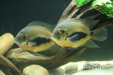 黑云魚，黑云魚水質管理技巧 黑云魚，黑云魚水質管理技巧 魚缸百科 第3張