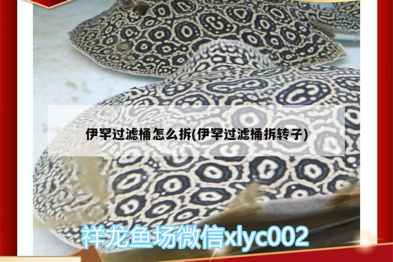 魚缸過濾器選購指南:自制魚缸過濾器魚缸上置過濾器對于養魚愛好者的必備知識 伊罕過濾桶怎么拆(伊罕過濾桶拆轉子) 伊罕水族 伊罕過濾桶怎么拆(伊罕過濾桶拆轉子) 伊罕過濾桶怎么拆(伊罕過濾桶拆轉子) 伊罕水族