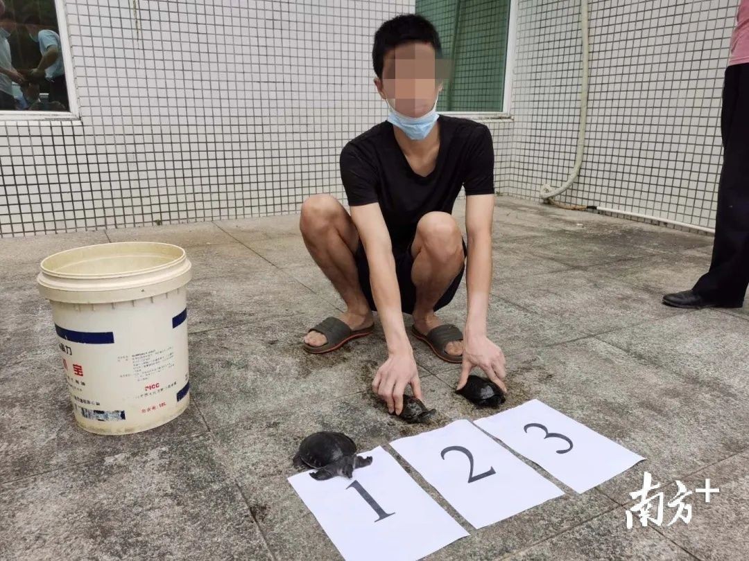 豬鼻龜價格2020：2020年豬鼻龜價格大概是多少，豬鼻龜價格大概是多少