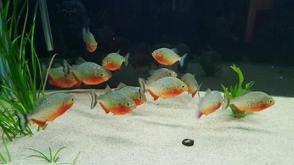 虎魚黑底白背景行嗎：探討虎魚黑底白背景的適宜性時需要考慮多個因素