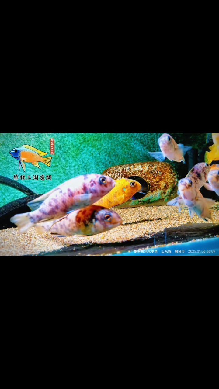 魚(yú)缸造景先放沙還是先放水(魚(yú)缸造景先鋪沙還是先放石頭) 野生馬湖MC蝴蝶 龍魚(yú)論壇 野生馬湖MC蝴蝶 野生馬湖MC蝴蝶 龍魚(yú)論壇