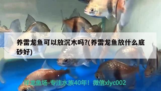 養(yǎng)雷龍魚可以放沉木嗎?(養(yǎng)雷龍魚放什么底砂好)