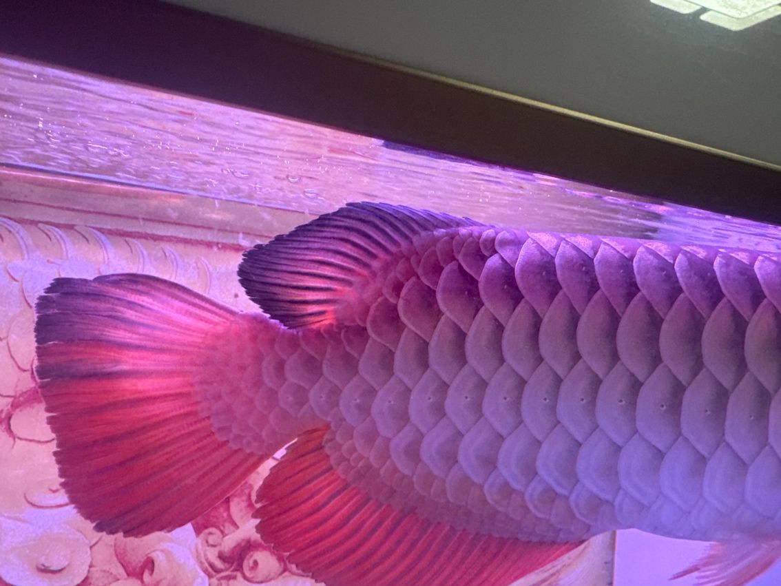 古典過背龍魚