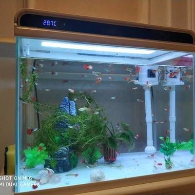 森森480魚缸怎么樣 森森480魚缸怎么樣 森森魚缸
