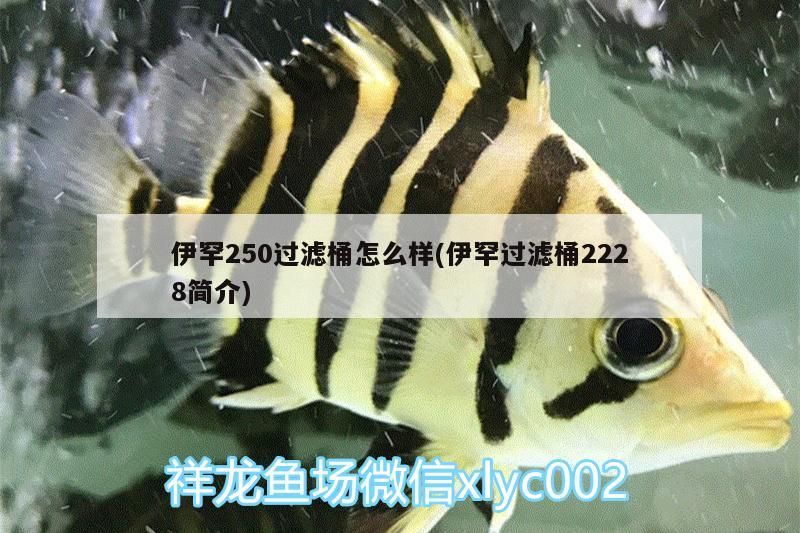 伊罕250過(guò)濾桶怎么樣(伊罕過(guò)濾桶2228簡(jiǎn)介) 伊罕250過(guò)濾桶怎么樣(伊罕過(guò)濾桶2228簡(jiǎn)介) 伊罕水族