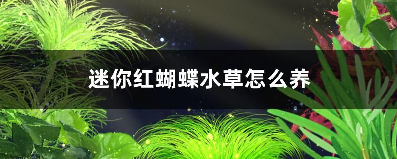 龍魚干蝦有營養嗎 迷你紅蝴蝶水草好養嗎怎么養 可麗愛魚缸 迷你紅蝴蝶水草好養嗎怎么養 迷你紅蝴蝶水草好養嗎怎么養 可麗愛魚缸