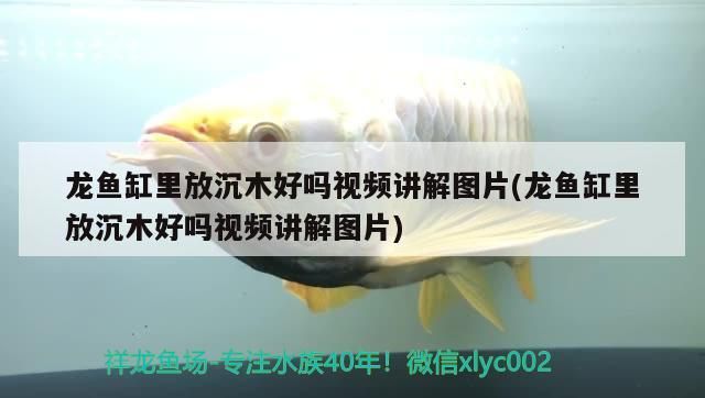 龍魚缸里放沉木好嗎視頻講解圖片(龍魚缸里放沉木好嗎視頻講解圖片) 龍魚缸里放沉木好嗎視頻講解圖片(龍魚缸里放沉木好嗎視頻講解圖片) 九鼎魚缸
