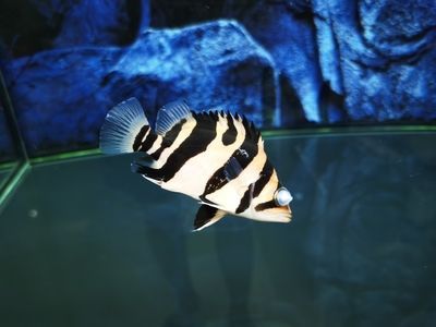 虎魚眼睛有點(diǎn)白霧：虎魚眼睛出現(xiàn)白霧可能是由于水質(zhì)問題引起的,水質(zhì)不佳容易導(dǎo)致細(xì)菌感染