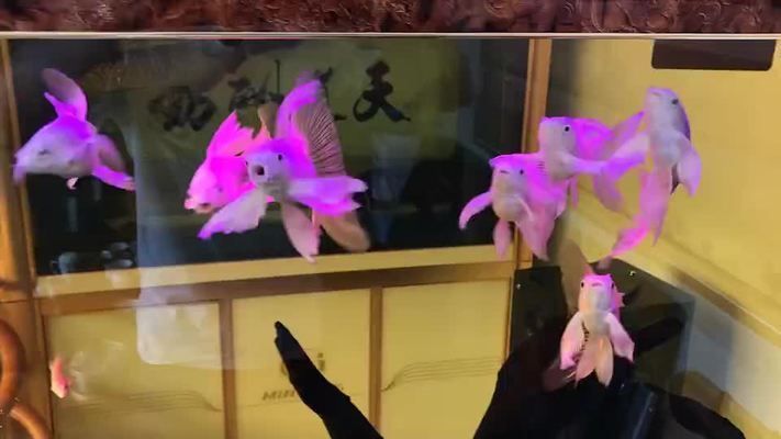 臺灣蝴蝶鯉圖片大全(關于臺灣蝴蝶鯉的圖片資源綜合搜索結果信息整理信息整理) 蝴蝶鯉百科 第2張 臺灣蝴蝶鯉圖片大全(關于臺灣蝴蝶鯉的圖片資源綜合搜索結果信息整理信息整理) 臺灣蝴蝶鯉圖片大全(關于臺灣蝴蝶鯉的圖片資源綜合搜索結果信息整理信息整理) 蝴蝶鯉百科 第2張