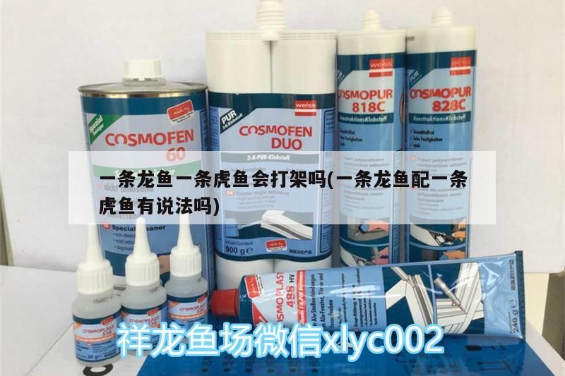 一條龍魚一條虎魚會打架嗎(一條龍魚配一條虎魚有說法嗎) 一條龍魚一條虎魚會打架嗎(一條龍魚配一條虎魚有說法嗎) 虎魚百科