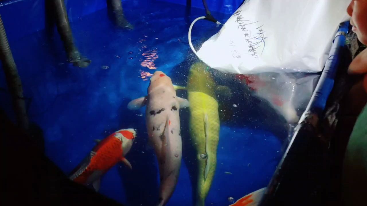 撈年魚咯 撈年魚咯 龍魚論壇