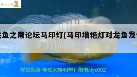 龍魚之巔論壇馬印燈(馬印增艷燈對龍魚發色)