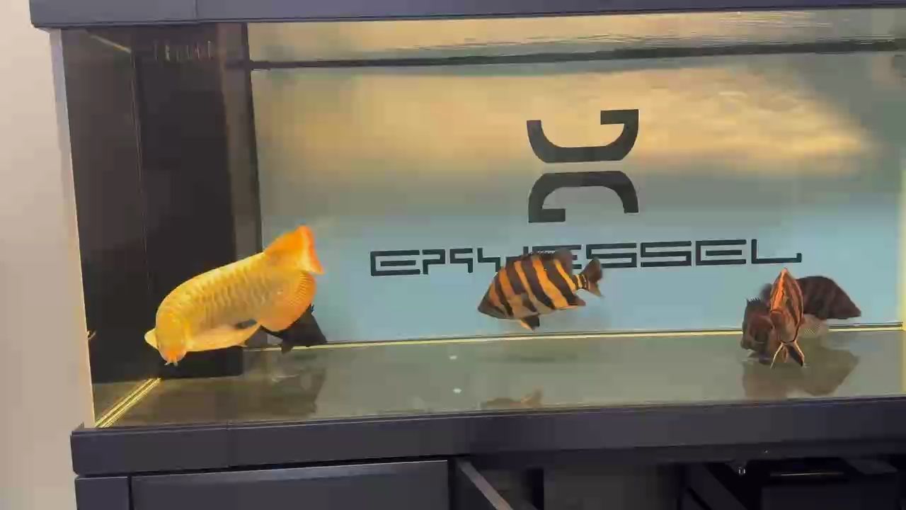 這條魚的品相怎么樣 大家幫忙看看 這條魚的品相怎么樣 大家幫忙看看 龍魚論壇 第1張