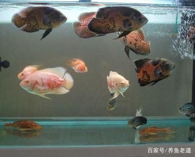 地圖魚養幾條最旺財（養地圖魚的風水講究）