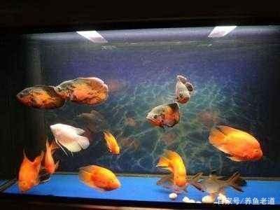 地圖魚養幾條最旺財（養地圖魚的風水講究）