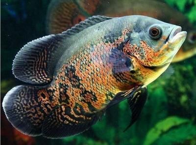 地圖魚養幾條最旺財（養地圖魚的風水講究）