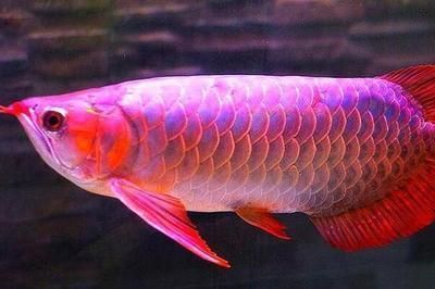 龍魚吃的少是什么原因引起的 龍魚吃的少是什么原因引起的 龍魚百科 第1張