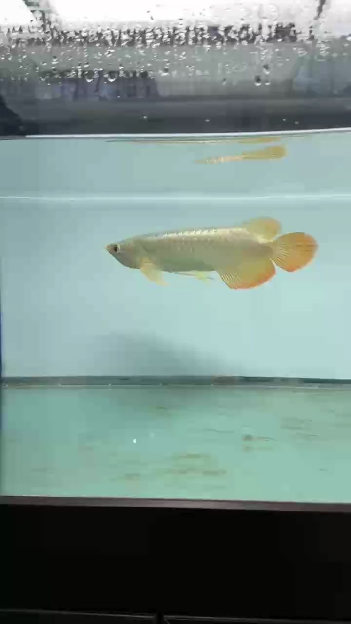 剛剛入缸 剛剛入缸 龍魚論壇