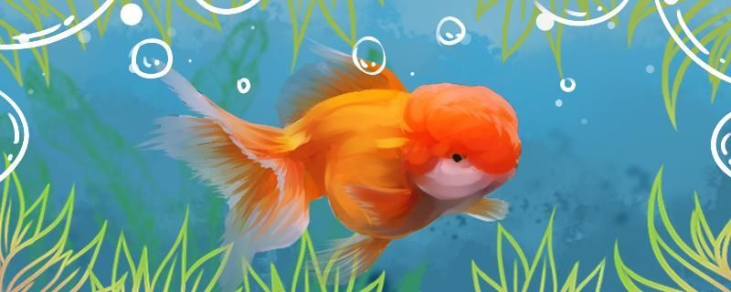 加熱棒導致魚缸炸裂（加熱棒導致魚缸炸裂怎么辦）