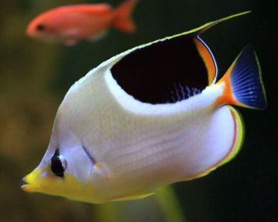 觀賞魚 百科（觀賞魚的飼養技巧）