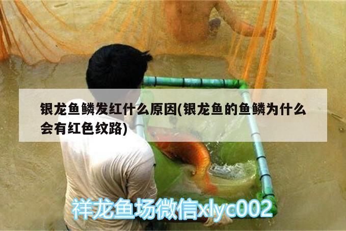 銀龍魚鱗發紅什么原因(銀龍魚的魚鱗為什么會有紅色紋路)