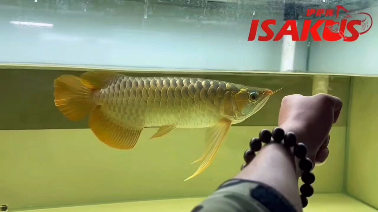 立體感強的氣勢猛的 立體感強的氣勢猛的 龍魚論壇