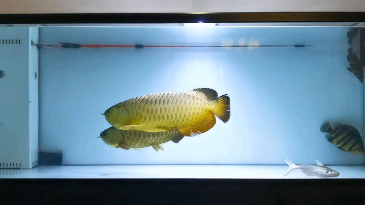 玻璃做魚缸怎么粘才牢固:如何自制玻璃魚缸 經(jīng)歷了九九八十一難終于還是看對(duì)眼了 龍魚論壇 經(jīng)歷了九九八十一難終于還是看對(duì)眼了 經(jīng)歷了九九八十一難終于還是看對(duì)眼了 龍魚論壇
