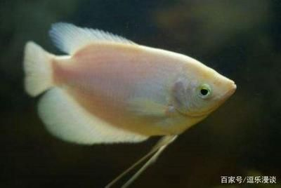 觀賞魚球鯊魚能長多大（觀賞魚球鯊的生長潛力）