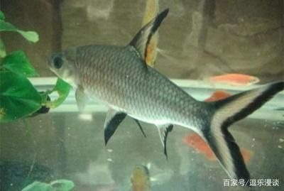 觀賞魚球鯊魚能長多大（觀賞魚球鯊的生長潛力）