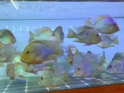 元寶鳳凰魚氧氣供應解決方案:元寶鳳凰魚最佳飼養環境,如何監測魚缸氧氣含量 元寶鳳凰魚百科 第2張 元寶鳳凰魚氧氣供應解決方案:元寶鳳凰魚最佳飼養環境,如何監測魚缸氧氣含量 元寶鳳凰魚氧氣供應解決方案:元寶鳳凰魚最佳飼養環境,如何監測魚缸氧氣含量 元寶鳳凰魚百科 第2張