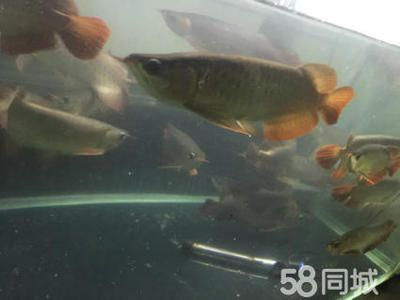 詳細(xì)閱讀:孟吉爾紅龍f1品質(zhì)怎么樣值得買嗎:孟吉爾紅龍f1值得買嗎 孟吉爾紅龍f1品質(zhì)怎么樣值得買嗎:孟吉爾紅龍f1值得買嗎