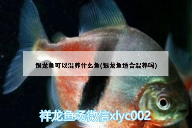 銀龍魚可以混養什么魚(銀龍魚適合混養嗎)