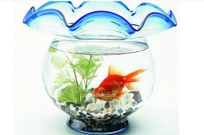 養龍魚養什么顏色有利財運呢：養龍魚時選擇金色、紅色、銀色或白色的魚可能會對財運產生影響