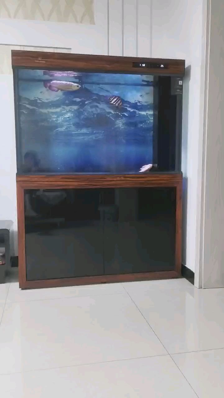 虎魚安全入缸。 虎魚安全入缸。 龍魚論壇