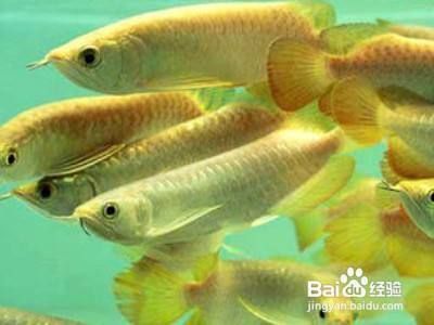 如何改善金龍魚的水質(zhì)環(huán)境：金龍魚水質(zhì)調(diào)節(jié)的自然方法,金龍魚水溫和水質(zhì)的關(guān)系