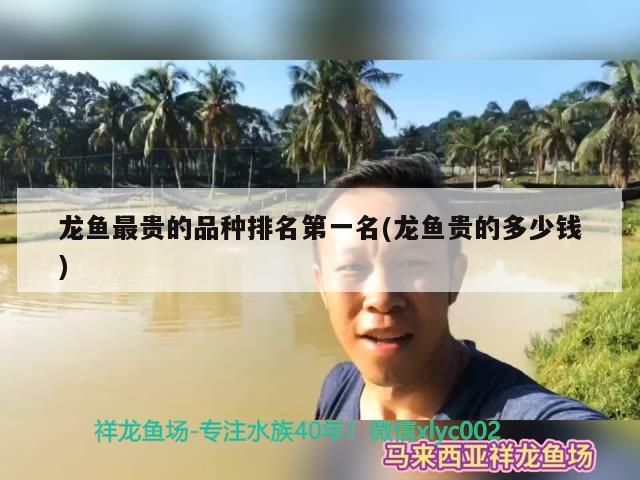 龍魚最貴的品種排名第一名(龍魚貴的多少錢) 龍魚最貴的品種排名第一名(龍魚貴的多少錢) 觀賞魚百科