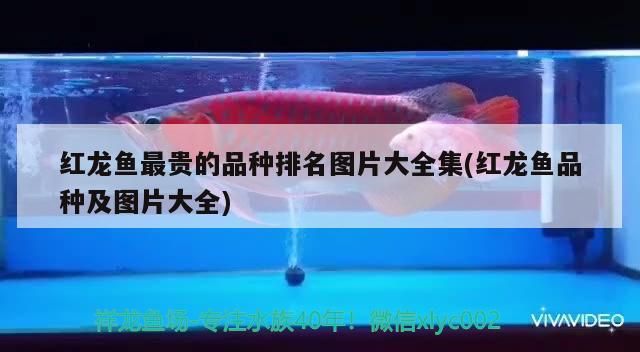 soye魚缸品牌(yee魚缸是什么牌子) soye魚缸品牌(yee魚缸是什么牌子) yee