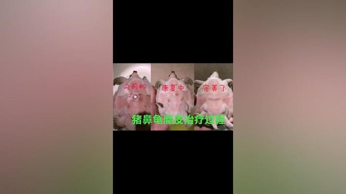 豬鼻龜輕微腐皮需要治療嗎：豬鼻龜爛甲腐皮怎么辦 豬鼻龜輕微腐皮需要治療嗎：豬鼻龜爛甲腐皮怎么辦 豬鼻龜百科 第10張