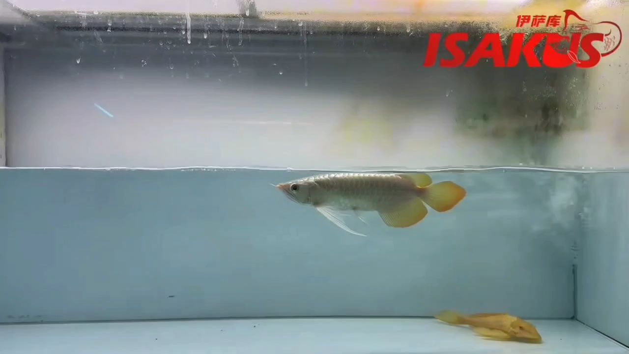 伊薩庫S級 胸鰭特點感很強 伊薩庫S級 胸鰭特點感很強 龍魚論壇