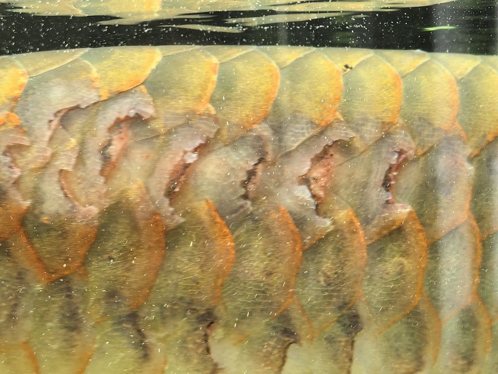 紅龍這樣了怎么治 紅龍這樣了怎么治 龍魚論壇 第1張