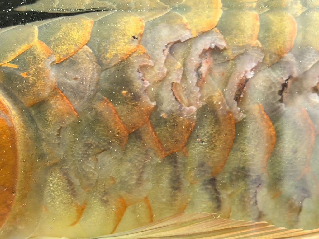 紅龍這樣了怎么治 紅龍這樣了怎么治 龍魚論壇 第2張