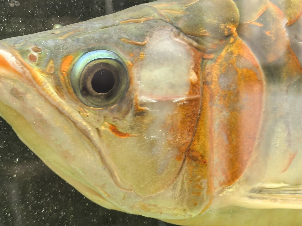 紅龍這樣了怎么治 紅龍這樣了怎么治 龍魚論壇 第3張