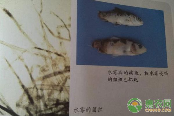 丹頂錦鯉抗病能力提升方法，丹頂錦鯉日常護理要點,錦鯉疾病預(yù)防常見誤區(qū)