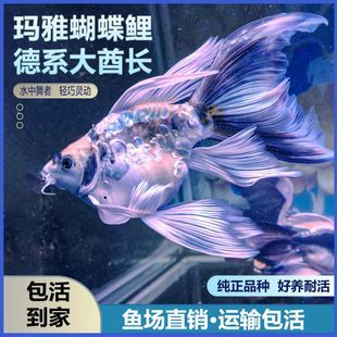 普身短身球形蝴蝶鯉哪種最好(普身、短身、球形蝴蝶鯉優缺點) 蝴蝶鯉百科 第1張 普身短身球形蝴蝶鯉哪種最好(普身、短身、球形蝴蝶鯉優缺點) 普身短身球形蝴蝶鯉哪種最好(普身、短身、球形蝴蝶鯉優缺點) 蝴蝶鯉百科 第1張