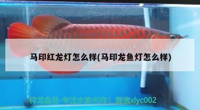馬印紅龍燈怎么樣(馬印龍魚燈怎么樣)